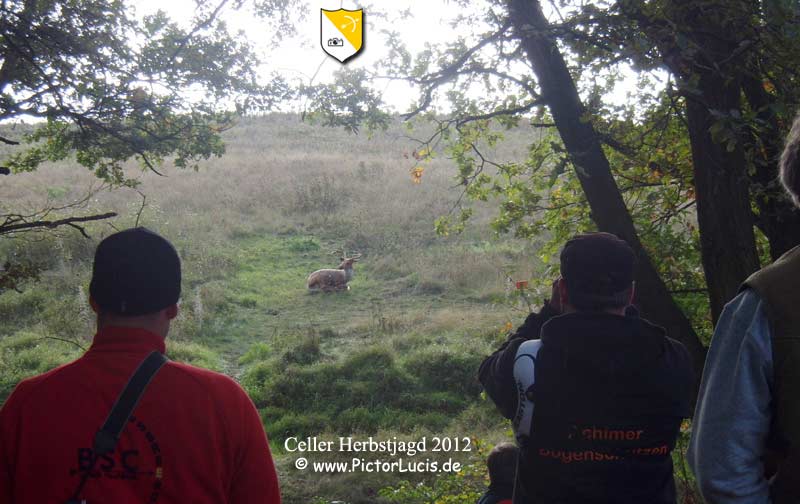 Celler Herbstjagd 2012 | PL_33297  | www.pictorlucis.de