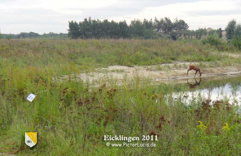 Eicklingen 2011 | PL_24168  | www.pictorlucis.de