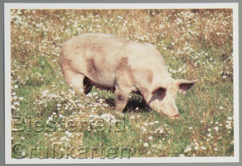 96-Celle-Postkarte-6